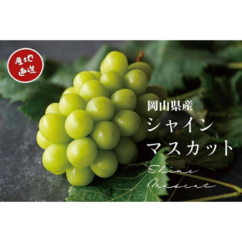 【ふるさと納税】 【2026年先行予約】厳選 岡山県産 シャインマスカット 1.0kg以上（2房） 1.5kg以上（2～3房） / 産直直送 朝採れ ぶどう ブドウ 葡萄 マスカット フルーツ 果物 真庭市