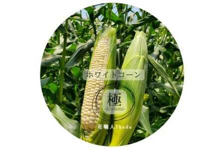 M011　ホワイトコーン極－Ｋｉｗａｍｉー（レギュラー）