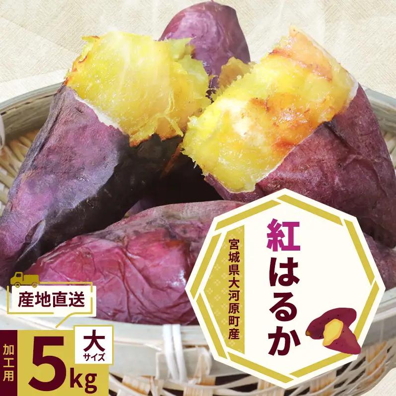 さつまいも 約5kg 紅はるか 加工用 サツマイモ