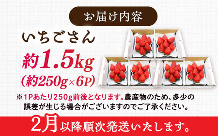 【先行予約】【ジューシーな濃厚いちご】いちごさん 1.5kg（250g×6パック） / 苺 イチゴ いちご フルーツ 果物 / 佐賀県 / さかもとさんの畑[41ABAA003]