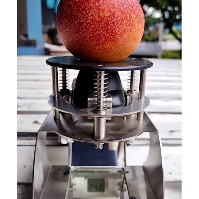 【お中元に贈る方続出】邪気を払う神聖な果物比類なき絶対糖度シャトーネクタリン2025年7月上旬発送【配送不可地域：離島・北海道・沖縄県・中国・四国・九州】