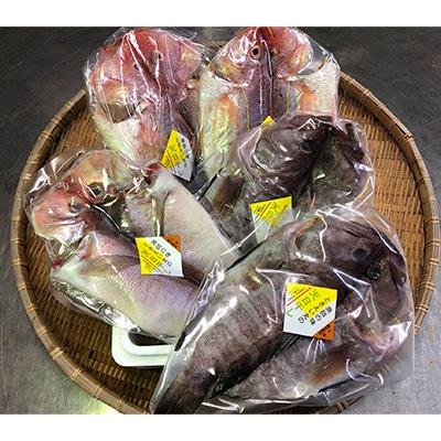 ふるさと納税 西尾市 元漁師が作る高級魚セット・T018-22