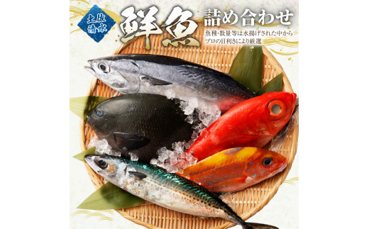 
【3回定期便】季節の鮮魚 おまかせお楽しみセット（ブロンズコース）天然魚 食べ比べ 魚介類 海鮮料理【J00023】
