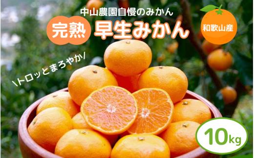 完熟早生みかん　宮川早生１０kg※2025年12月から順次発送予定※ 【期間限定・12/20まで受付】/ 和歌山県 ミカン フルーツ 果物 柑橘 田辺市 【nak007-1】