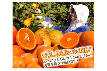 訳アリ 旬のかんきつ詰め合わせ 10kg(B145-4)