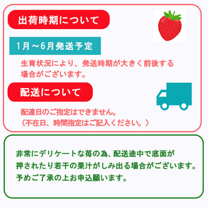 【4月発送】愛媛県オリジナル品種 紅い雫 1.0kg いちご 苺 |イチゴ 香り 苺 完熟 フルーツ 果物 朝食 愛媛県 松山市【WN0022_4】