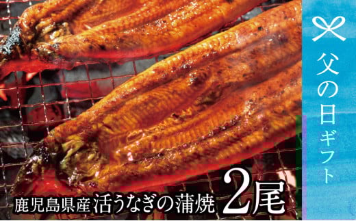 【父の日ギフト】鹿児島県産 活うなぎの蒲焼2尾 鰻 ウナギ うな重 うな丼 蒲焼 かば焼き 南さつま市 贈り物 ギフト 贈答用
