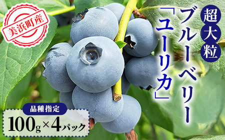 【2027年先行予約】美浜町産 超大粒ブルーベリー『ユーリカ』品種指定 100g×4パック ※2027年5月上旬～下旬頃に順次発送