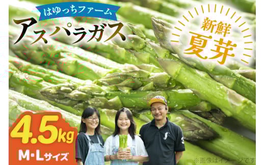 アスパラ アスパラガス 夏芽アスパラガス 4.5kg M L サイズ混合 [はゆっちFARM 長崎県 東彼杵町 hs42bag360009] アスパラ あすぱら 新鮮 夏