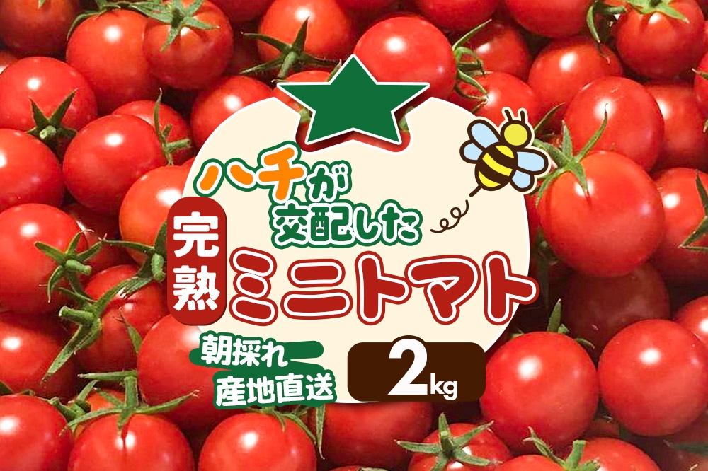 
                  《先行受付》8月上旬～9月下旬発送 ミニトマト 2kg 秋田県 由利本荘市
                