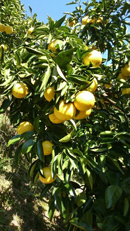 【ふるさと納税】 成田果樹園 小夏 5kg 家庭用 柑橘 みかん 果物 フルーツ 贈り物 ギフト 柑橘類 国産 新鮮 産地直送 旬 季節 限定 特産品 地域特産 農産物 農家直送 自然の恵み おいしい 果汁 ビタミンC 健康 美容 デザート 農園 宿毛市 高知県