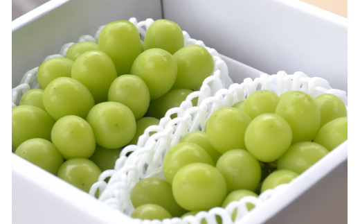 08-10-024　ぶどう(シャインマスカット)2房　1.2kg