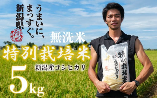 新米 無洗米 コシヒカリ 5kg 令和6年産 特別栽培米 こしひかり ご飯 備蓄 コメ お米 米 こめ しんまい 新潟産 新潟米 新潟県 新潟 新発田 新発田市 国産 斗伸