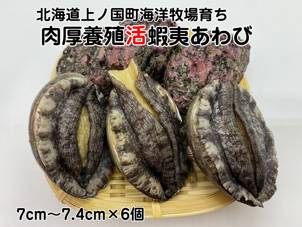 海洋牧場育ち養殖活蝦夷あわび（7㎝～7.4㎝×6個）　活アワビ　鮑　海鮮　産地直送　魚介類　海の幸　おせち食材　エゾアワビ　冷蔵　アワビ　BBQ食材　ギフト　贈答　バーベキュー　蝦夷鮑