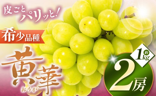【先行受付】松本生まれの品種 ぶどう 黄華 (おうか) 2房 約1kg｜黄華 長野県 信州 松本市 松本原産 松本発祥 果物 ぶどう マスカット フルーツ ブドウ  甘い 葡萄 種無し 新鮮 信州産 先行予約 シャインマスカット