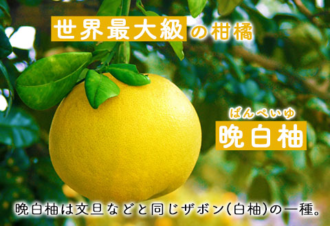 晩白柚スイーツセット ゼリー プリン はちみつドリンク 道の駅竜北 《60日以内に出荷予定(土日祝除く)》---sh_michisweetset_60d_21_13000_3s---