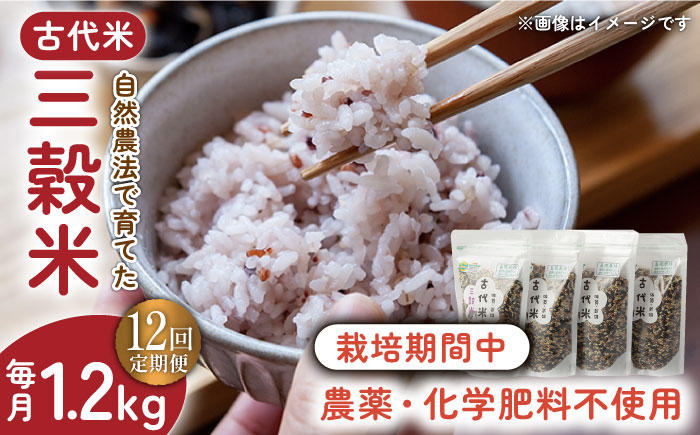 
【12回定期便】自然農法で育てた 古代米 三穀米 1.2kg（300g×4袋）/永尾 忠則 [UAS016] 雑穀 雑穀米 米 お米
