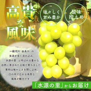≪先行予約≫シャインマスカット 3房（1.5?2kg） / ぶどう フルーツ デザート 綾部市 / 平ちゃん農園［BSDT003］