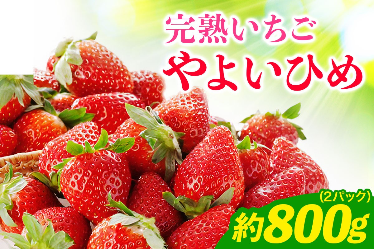 
                  《2027年1月中旬より順次発送》完熟いちご やよいひめ 約800g [約400g (12粒から15粒) ×2パック] 栗丸農園直送｜先行予約 数量限定 苺 イチゴ 大粒 特大 フルーツ 果物 デザート 新鮮 朝採れ サイズ 大きい 高級 贈答 贈り物 ギフトプレゼント 果肉 甘味 酸味 品質 お取り寄せ 神奈川県 伊勢原 [1068]
                