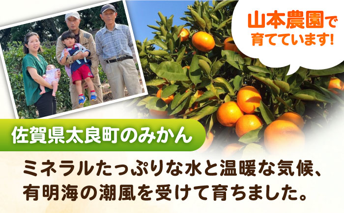 完熟 太良みかん 計5kg（4.5kg＋500g傷み保証分）/ フルーツ / 佐賀県 / 山本農園 [41ATBT003]