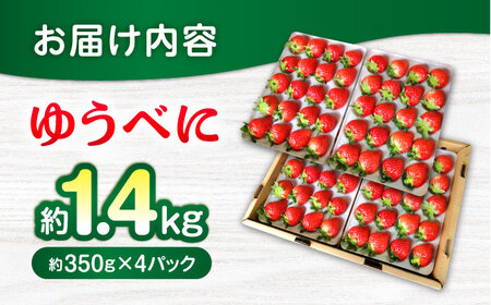 【先行予約】いちご ゆうべに 百花園ファーム 約1.4kg（約350g×4P）20粒/P Lサイズ 【亀井通産 株式会社】[AYBQ084]
