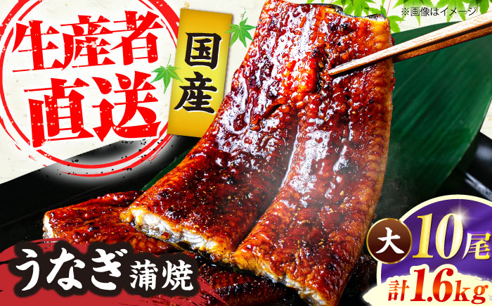 福岡県産 うなぎ 蒲焼 大 10尾　計1,600g（1尾あたり 160g以上）《豊前市》【福岡養鰻】 国産 鰻 ウナギ 蒲焼き [VAD026]