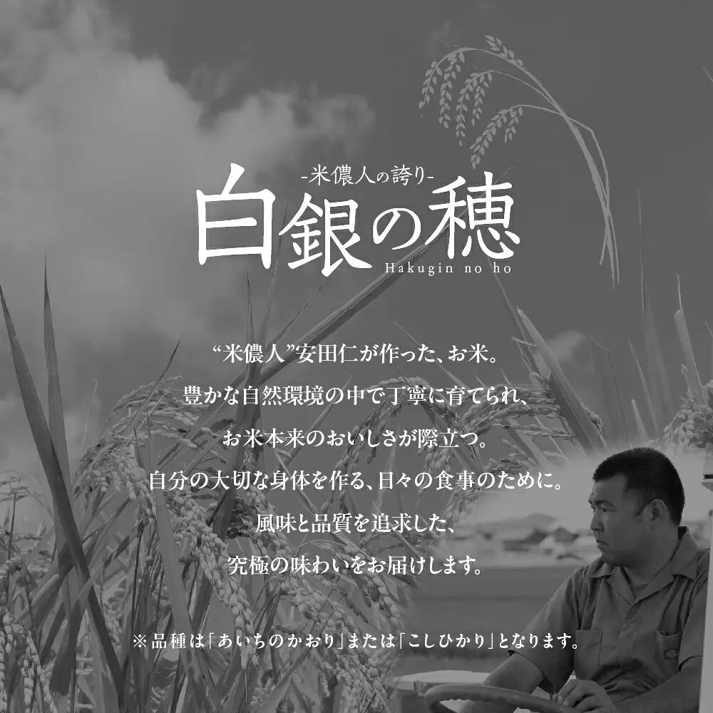令和7年産【定期便】白銀の穂 5kg×6回 お米