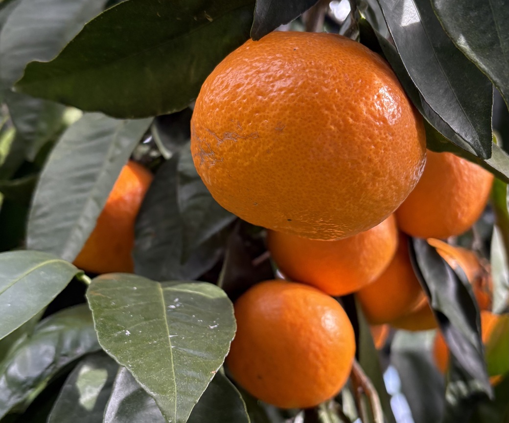 南津海 サイズミックス 約5kg ご家庭用 みかん 愛媛 人気 柑橘 伊豫果園 伊予市｜B388