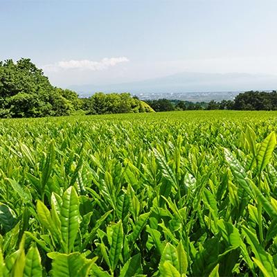 ふるさと納税 沼津市 愛鷹茶　深蒸し煎茶大はしり1袋・しずく2袋・かほり3袋・ブレンドくき煎茶松2袋 |  | 01