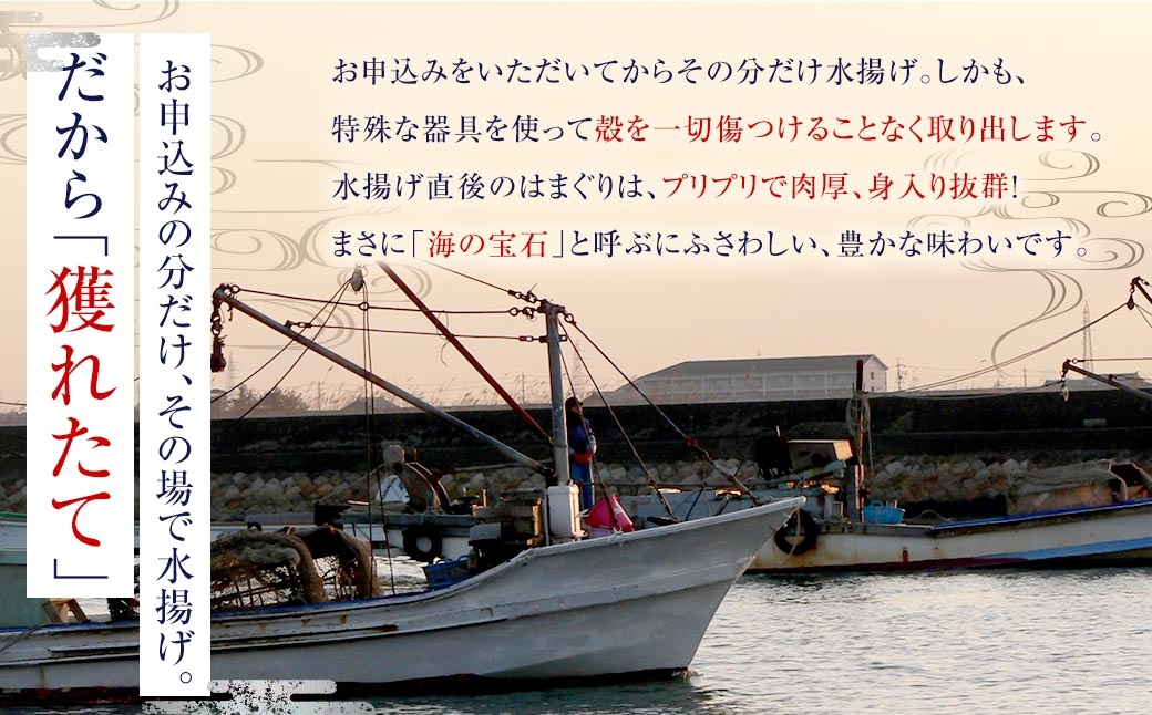 【指定日必須】 蓄養はまぐり 3年～6年もの 500g