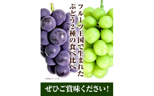 シャインマスカット　先行予約  岡山県産 ニューピオーネ （１房580g以上）＆ シャインマスカット 「 晴王 」 （1房580g以上） 種無し ぶどう ピオーネ シャイン マスカット フルーツ 果物