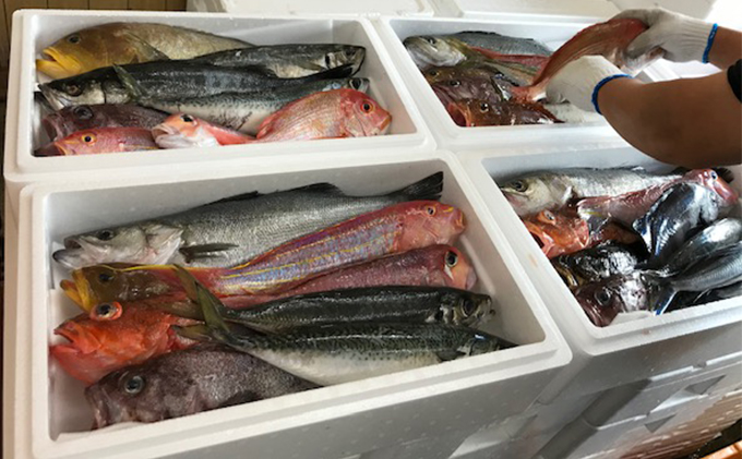 京都府宮津市産『朝どれ！山一鮮魚おおきに便』約4～5kg《内臓処理加工》