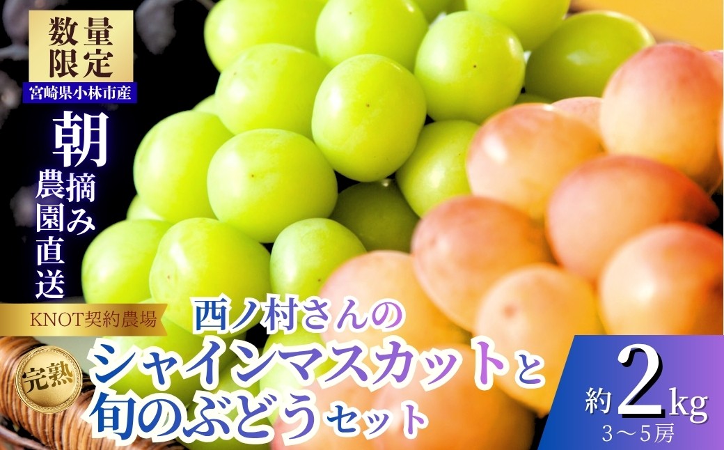 
                  完熟たわわシャインマスカットと旬ぶどうセット2kg（3～5房）（フルーツ ぶどう シャインマスカット 贈答用 産地直送 契約農場 おすすめ ふるさと 宮崎)
                