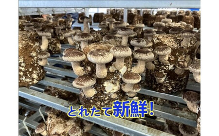 小田原産高級しいたけ「海の香・山の香」　　香り高く肉厚でみずみずしい　　500ｇお届け〈出荷時期:2024/11/1出荷開始～2025/1/31出荷終了〉【 野菜 きのこ キノコ 茸 シイタケ しいた