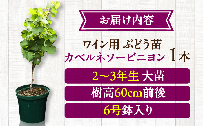 ワイン用 ブドウ苗(カベルネソービニヨン用) 6号鉢入り 2～3年生 大苗 樹高60cm前後 / 果樹 熊本県 ぶどう ぶどう苗木 葡萄 ぶどうの木 庭木 植木 菊池郡 菊陽町【Herb＆Rose】 