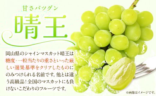 249.【先行予約】 岡山白桃 & シャインマスカット（晴王）& ニューピオーネ セット【配送不可地域あり】白桃 ロイヤル シャインマスカット 1房 ニューピオーネ 1房《7月上旬-8月中旬頃出荷》 