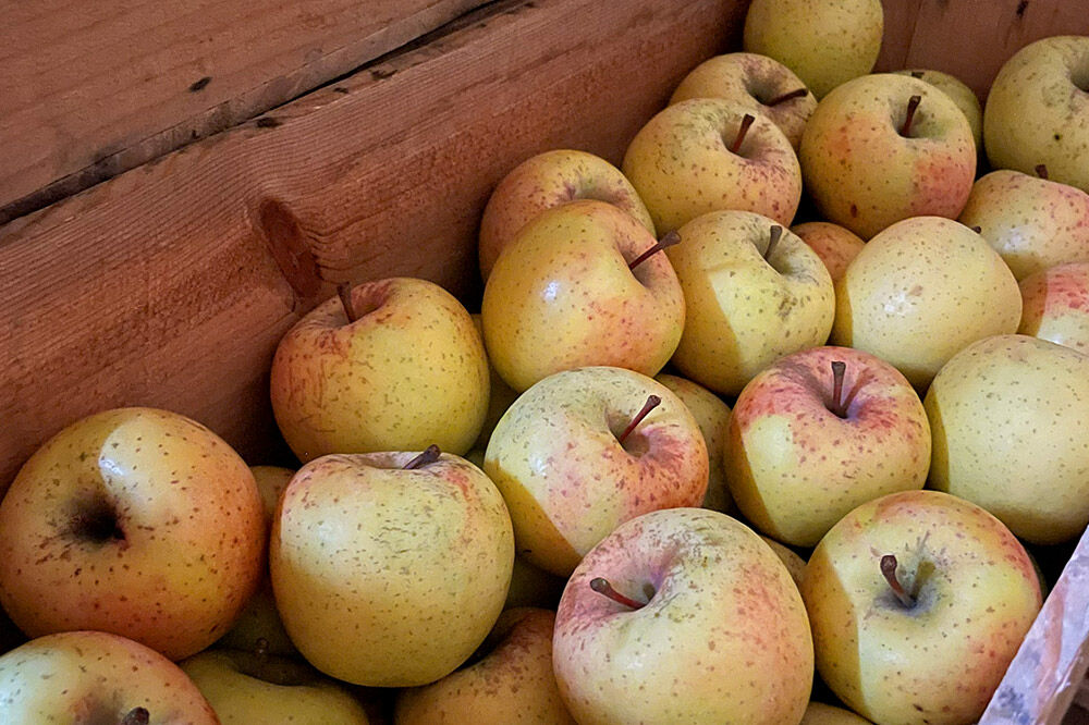 【寄附金額見直しました】【26年3月クール便発送】りんご サンふじ＆黄色りんご【家庭用】約5kg 小玉 詰め合わせ 森山ファーム [サンふじ 黄色 りんご 家庭用 詰め合わせ セット 小玉 果物 フル