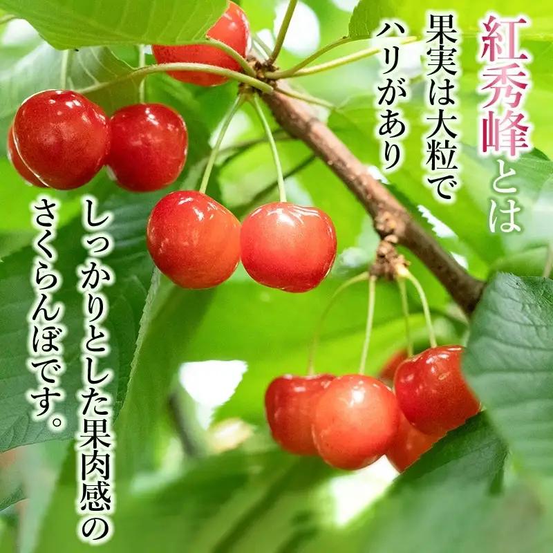 【令和9年産】さくらんぼ 紅秀峰 バラ詰め500g（2Lサイズ以上） 榎本菜園 K-939