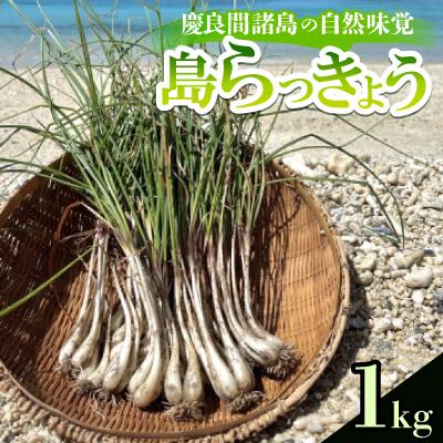 ふるさと納税 座間味村 慶良間諸島の自然味覚 島らっきょう 1kg