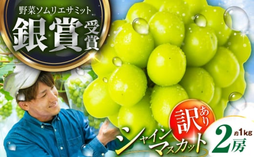【2026年先行予約】【30個限定】【ご自宅用】旬の味わいを産地直送で！訳ありシャインマスカット 2房（約1kg）簡易包装 訳あり ぶどう 葡萄 皮ごと 種なし 果物 産直 産地直送 旬  プレミアム マスカット 大粒 甘い デザート スイーツ 農園 果汁 美味しい 雲南 絶品 季節 旬 産地直送 フルーツ ご当地 人気 おすすめ 島根県雲南市/ギアファーム [AIAB002]