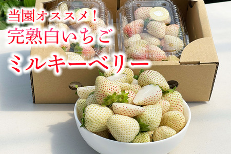 [先行予約] 日光産 白いちご「ミルキーベリー」約300g×2パック 計約600g [2026年1月中旬から順次発送]｜ミルキーベリー いちご イチゴ 苺 果物 フルーツ 日光産 栃木県産 期間限定 