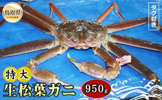E24-078 【魚倉】タグ付き生松葉ガニ 特大 約950g【期間限定】