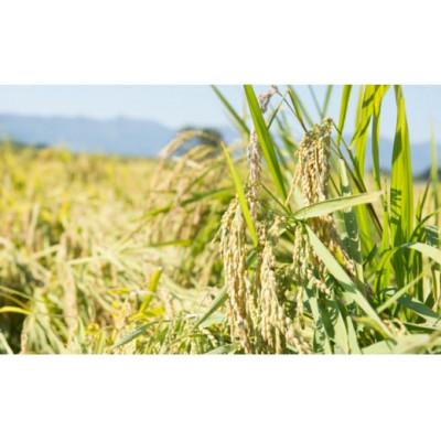 ふるさと納税 北上市 予約受付【令和7年産】九代目八重樫哲哉作　ミルキークイーン5kg(精米) |  | 03
