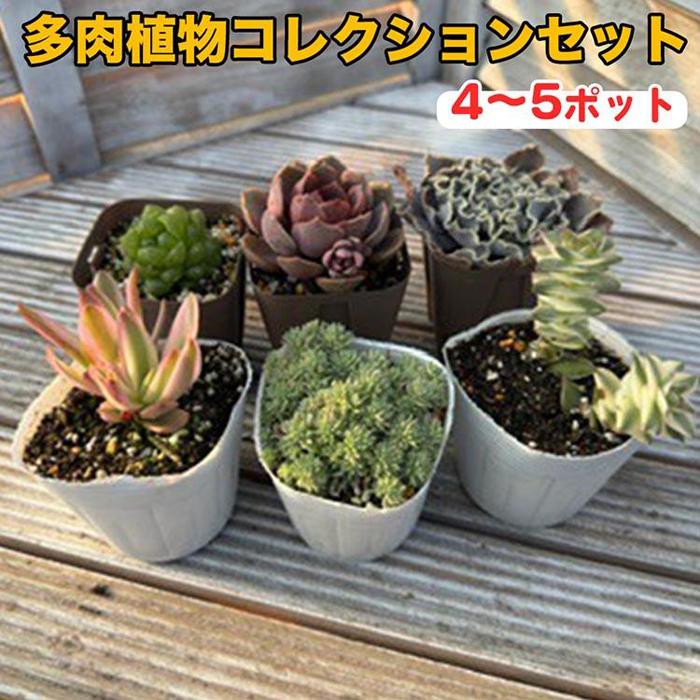 【ふるさと納税】810.多肉植物コレクションセット　※離島への配送不可 | ガーデニング 園芸 植物 花 花苗 多肉 初心者 初心者向け セット エケベリア クラッスラ セネシオ セダム ハオルチア 鳥取県 北栄町 おすすめ 人気