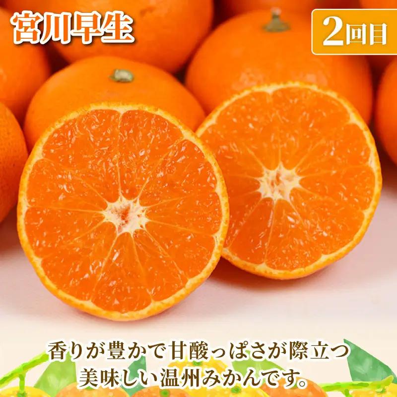 旬の 温州みかん ポンカン 5kg × 4回 定期便 矢野青果 準贈答用 極早生 宮川早生 南柑20号 ぽんかん みかん mikan 愛媛みかん 愛媛ミカン 愛媛蜜柑 果物 くだもの フルーツ 濃厚 
