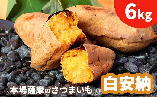 本場鹿児島さつまいも 【白安納】6kg　2026年10月上旬より発送A3-56【配送不可地域：離島】