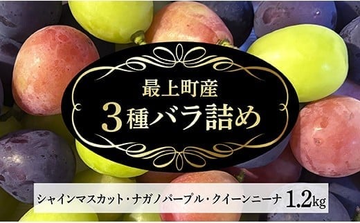 【予約返礼品】最上町産シャインマスカット・ナガノパープル・クイーンニーナ　バラ詰め1.2kg１箱