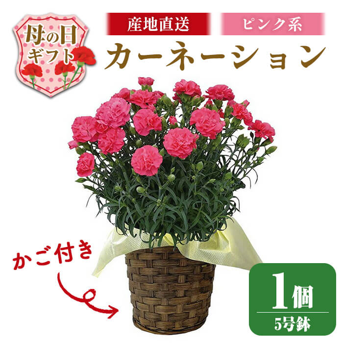 【ふるさと納税】＜先行予約受付中！2026年5月6日～9日に順次発送予定＞＜母の日ギフト＞柴田ポットカーネーション (ピンク系・5号鉢) 2026年5月10日 母の日 プレゼント ギフト 花 鉢植え プレゼント フラワーセット 【しばたの未来株式会社】 sh017-B