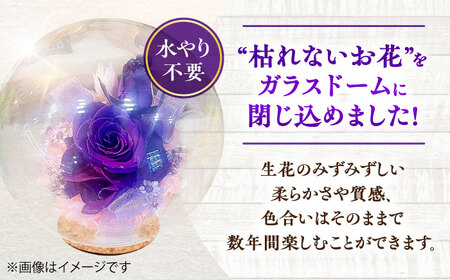 プリザーブドフラワー　ガラスドーム (紫) / 花 プレゼント 贈答用 ガラス 母の日 父の日 入学式 卒業式 菊陽町 熊本県【株式会社 美向】[BHDC005]
