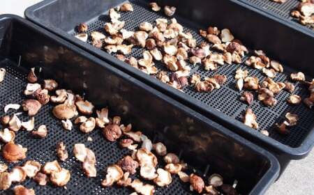 原木しいたけ三昧セット 椎茸 国産 岐阜 白川町 / 清水しいたけ園[AWAY001]